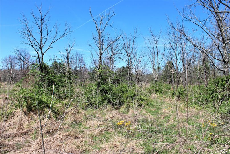 005 grown up field with new thicket cover near the northeast portion of the property