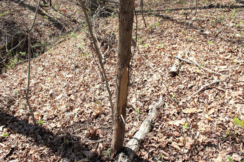 006 decent size rub from last season