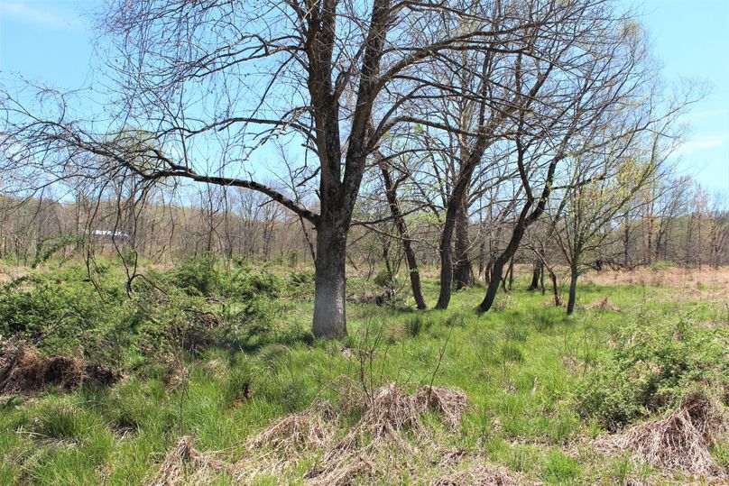 008 wooded area near the main stream between pasture fields