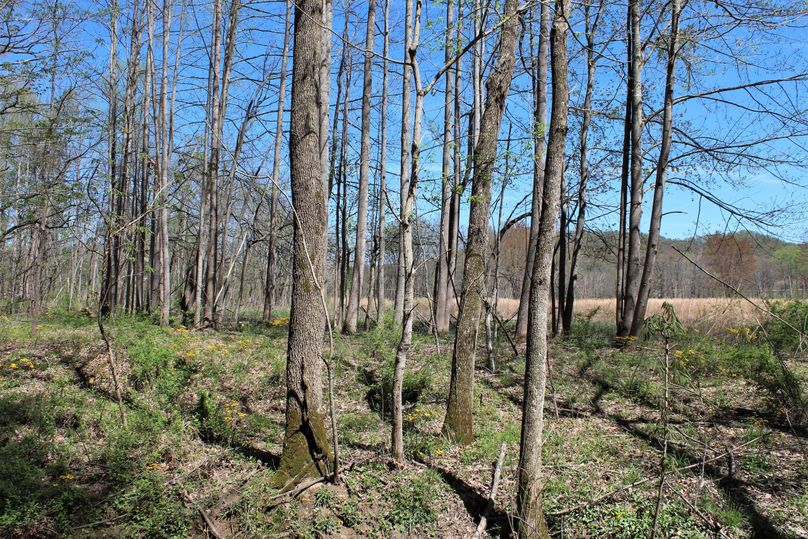 013 wooded areas near the main year-round stream