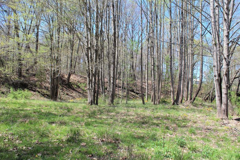 010 wooded field edge along the stream near the south portion of the property