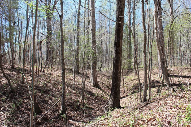 015 small wooded draw with decent timber near the south portion of the property