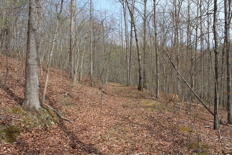 002 trail leading up toward the beautiful hard ridge