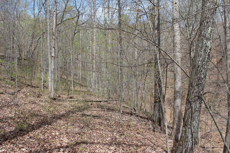 007 old logging road leading up the valley