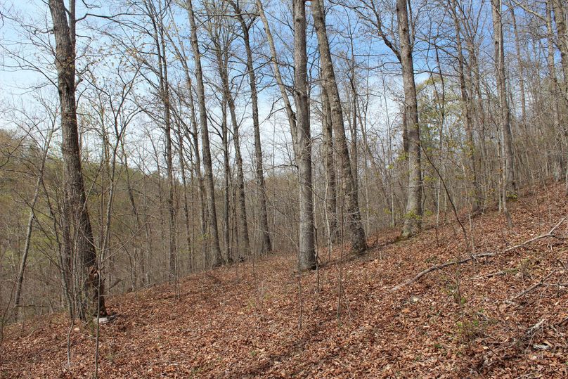 005 oak hickory hardwood flat on a secondary point