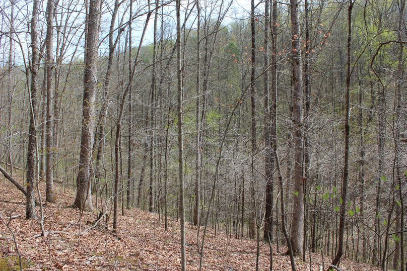 009 loads of white oak on this tract