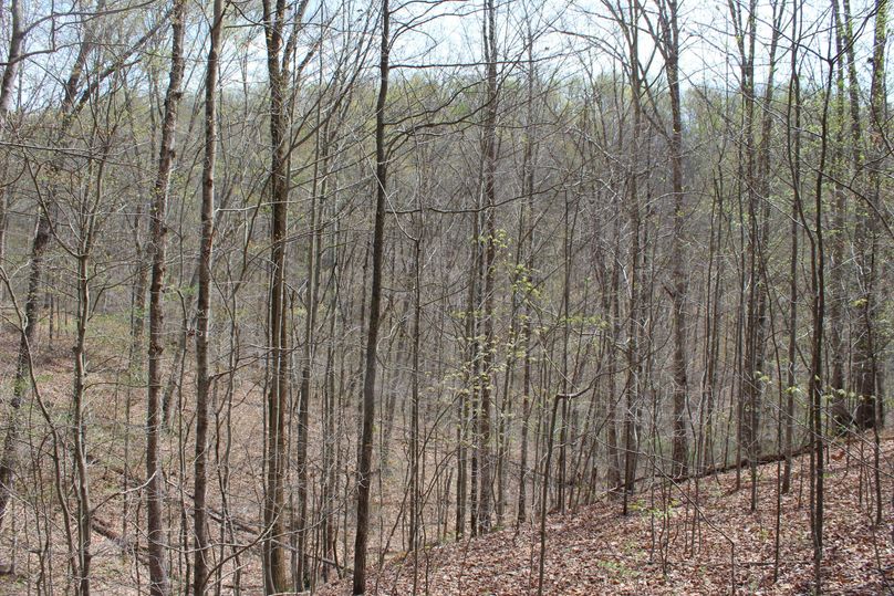013 nice mix of timber along the main valley looking to the southwest