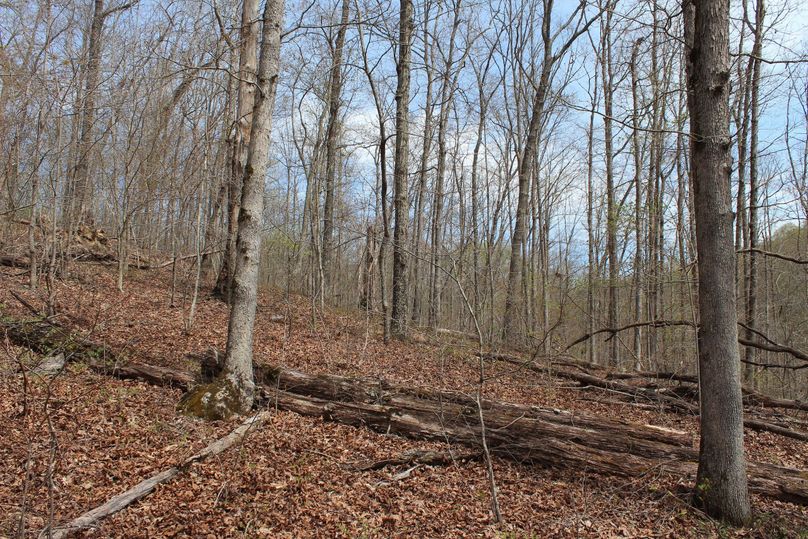 012 hardwood point leading to the main ridge