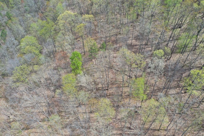 014 drone shot looking down at the canopy