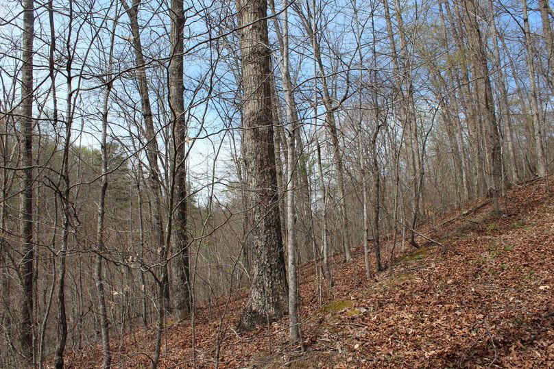 015 oak hickory west facing slope