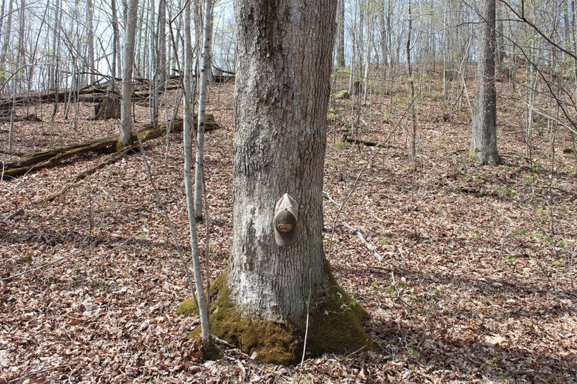 018 mature white oak just off the side of the main ridge