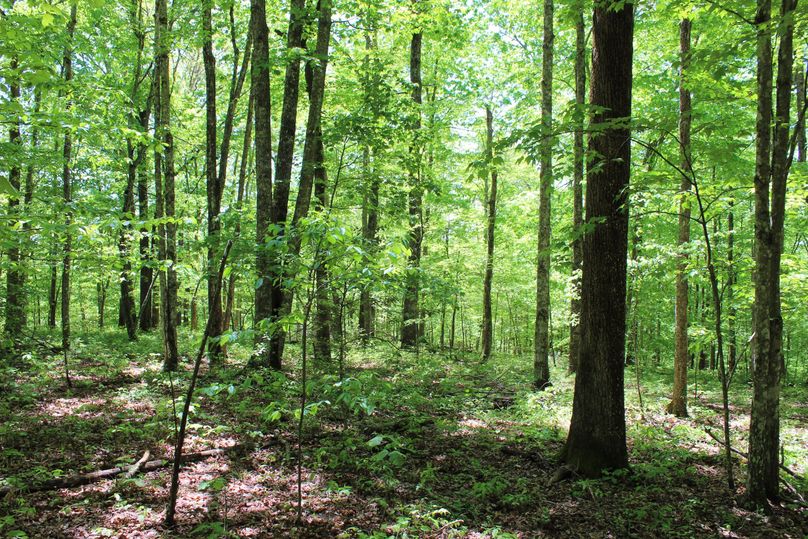 003 stand of mature oak hickory forest