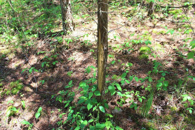 005 one of the many rubs leading out of the bedding areas