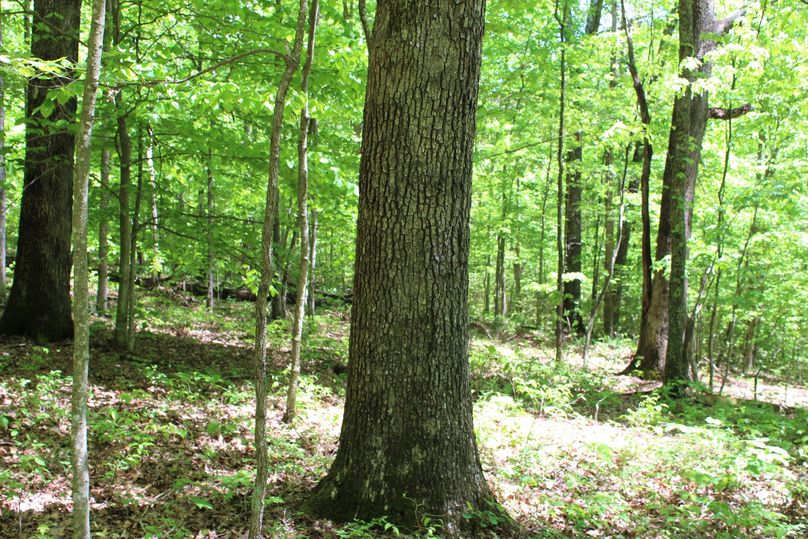 008 big mature white oak, no shortage of these here