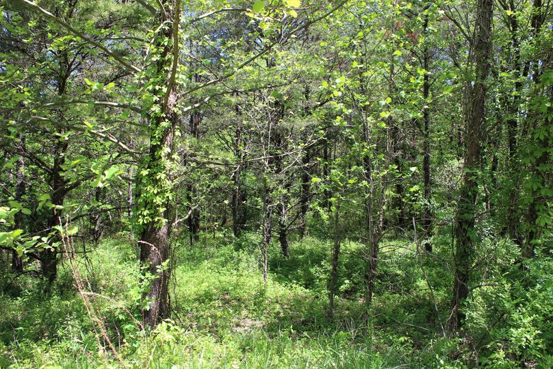 009 the interior of the pine thickets from the reclaimed mining areas here