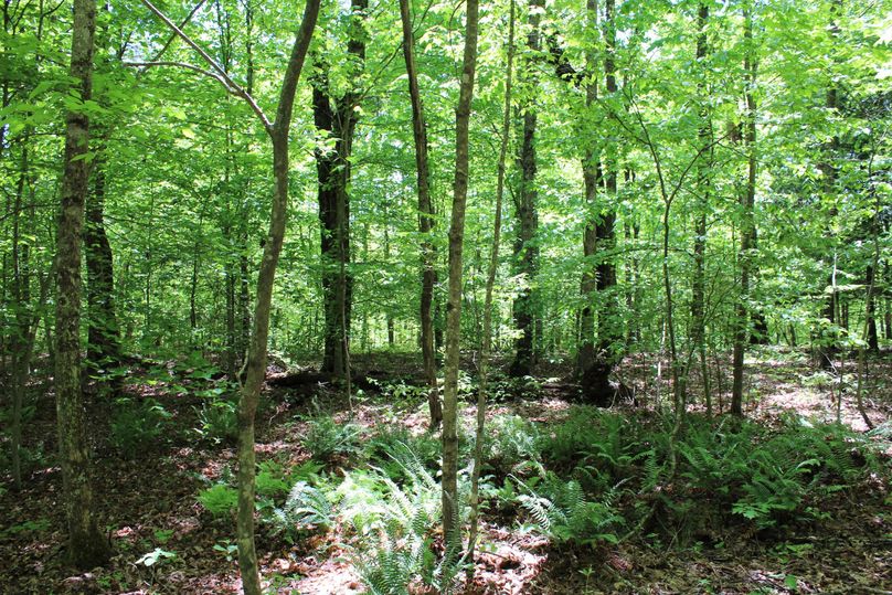 011 tranquil mix of open hardwoods and gorgeous spring ferns