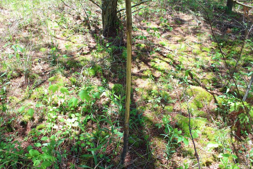 017 yet another rub leading out of the bedding areas