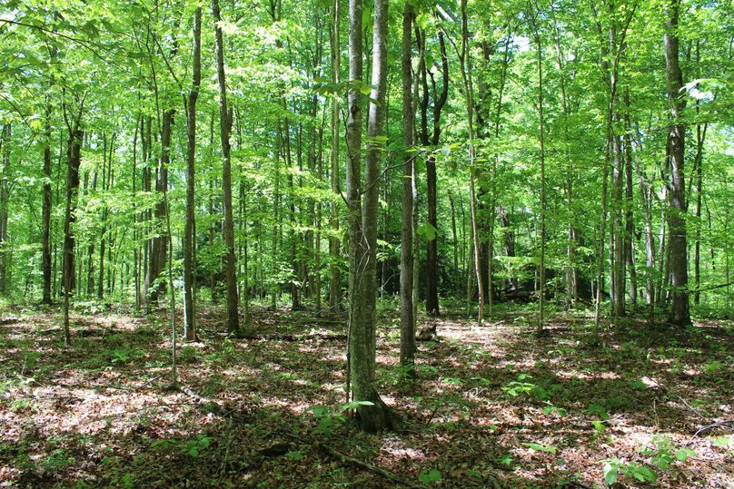 014 one of the many open flat forested areas, plenty of cabin spots here