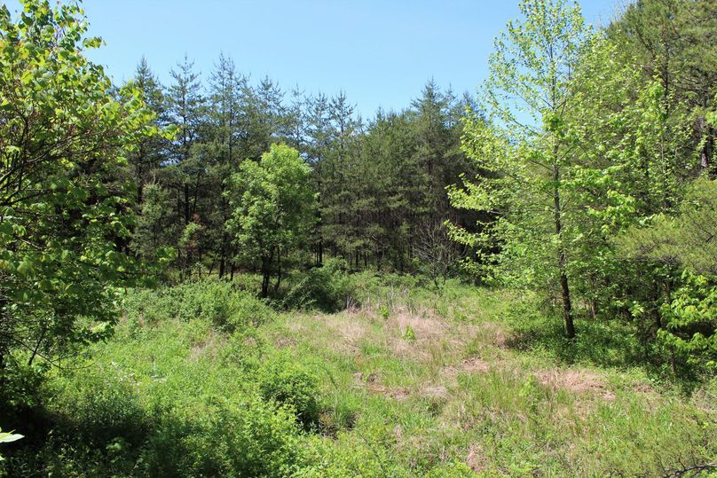 015 open field areas transitioning into the thicker areas