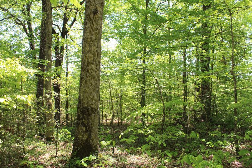 020 healthy mix of mature oaks mixed with all stages of forest growth