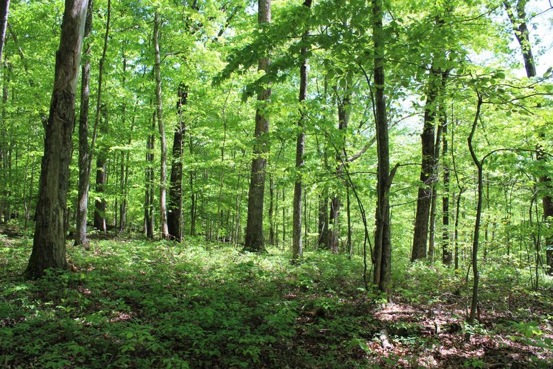 022 forested flat near the center of the property