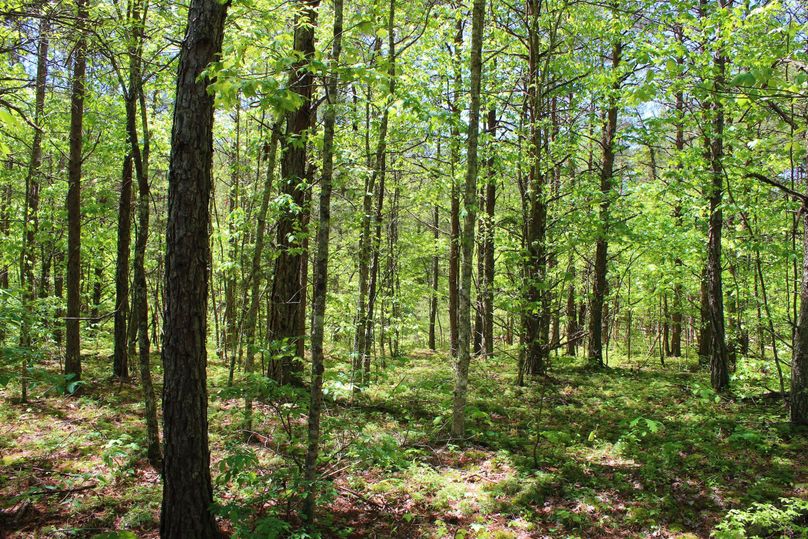 024 mix of evergreens near the north portion of the property