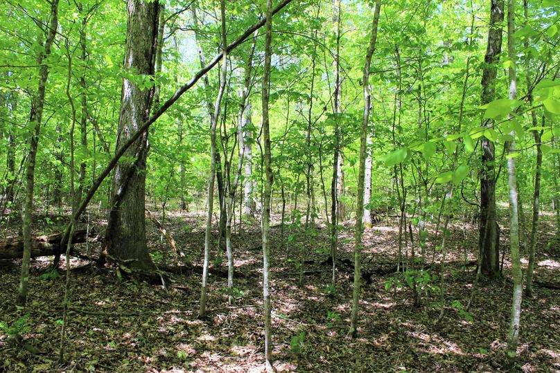 026 healthy forest area with all stages of old and new growth