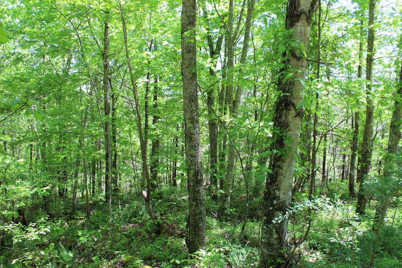 029 new growth providing browse and cover for the multitude of wildlife calling this property home