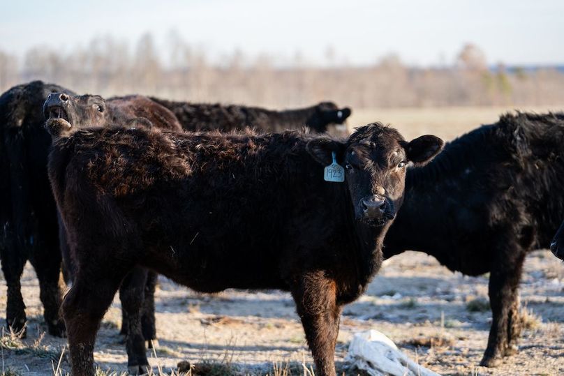 CCC02454