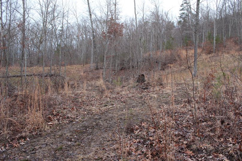 043 old forest clearing with new growth of native grasses and forbes