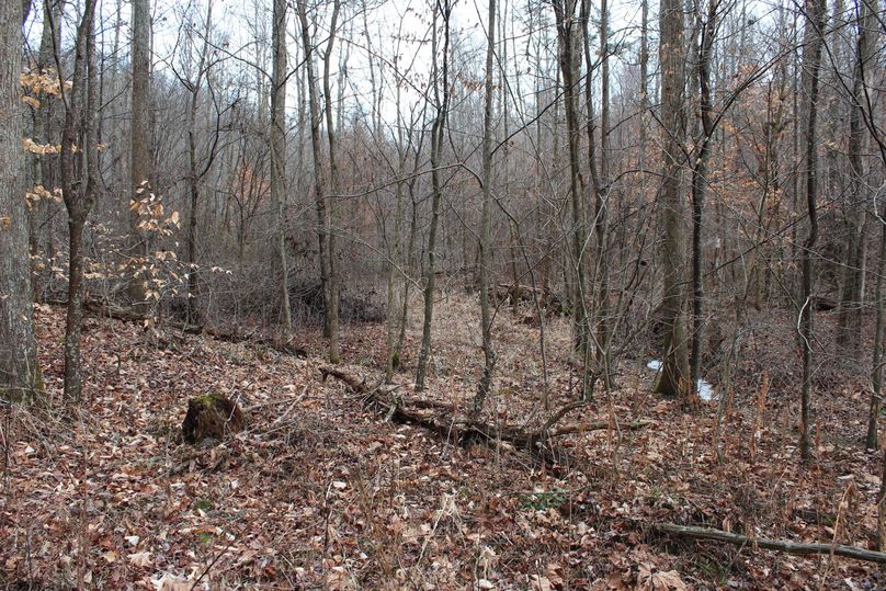 040 brushy draw with heavy new growth