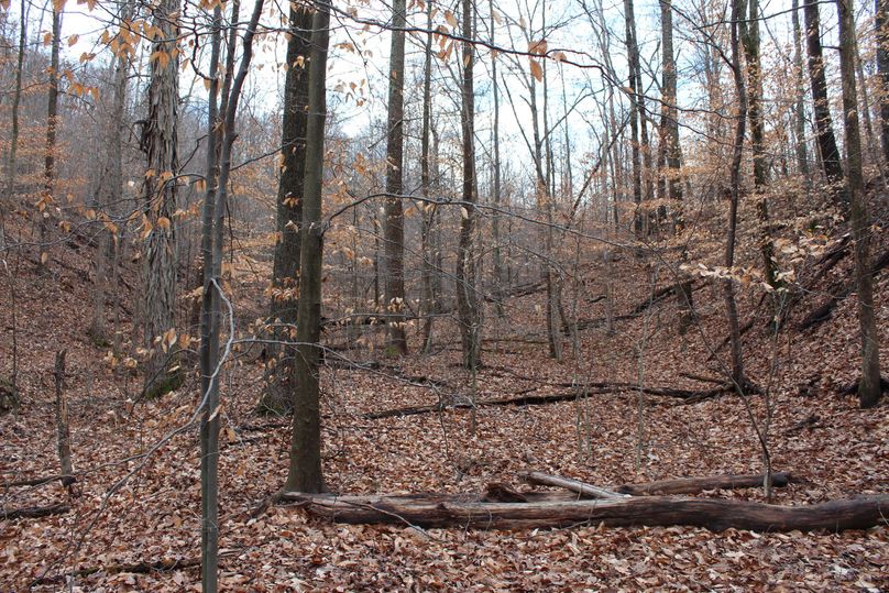 042 secondary flat with beech, hickory, and poplar