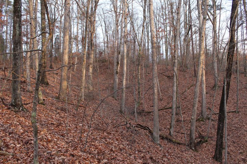 007 beautiful stand of young white oaks along a draw off the side of a secondary ridge