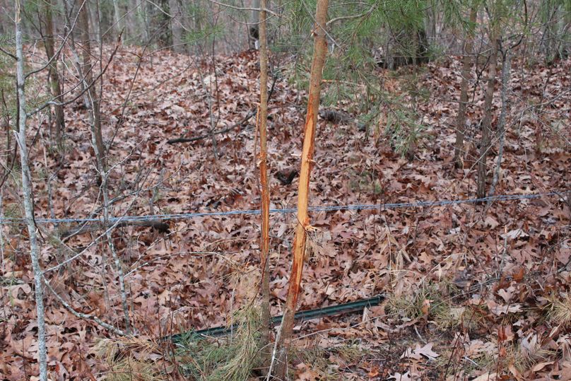 005 rubs along a rubline leading through a saddle in the ridge