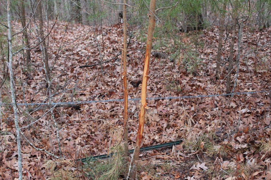 005 rubs along a rubline leading through a saddle in the ridge