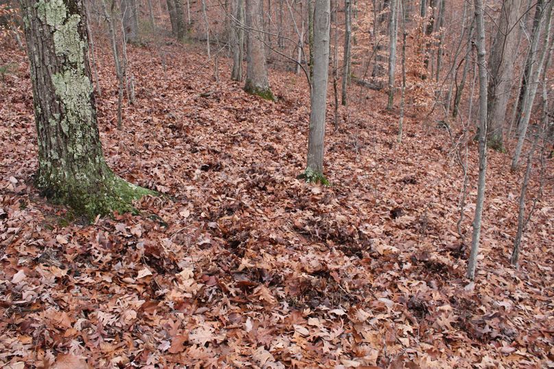009 turkey scratching along a hardwood secondary ridge