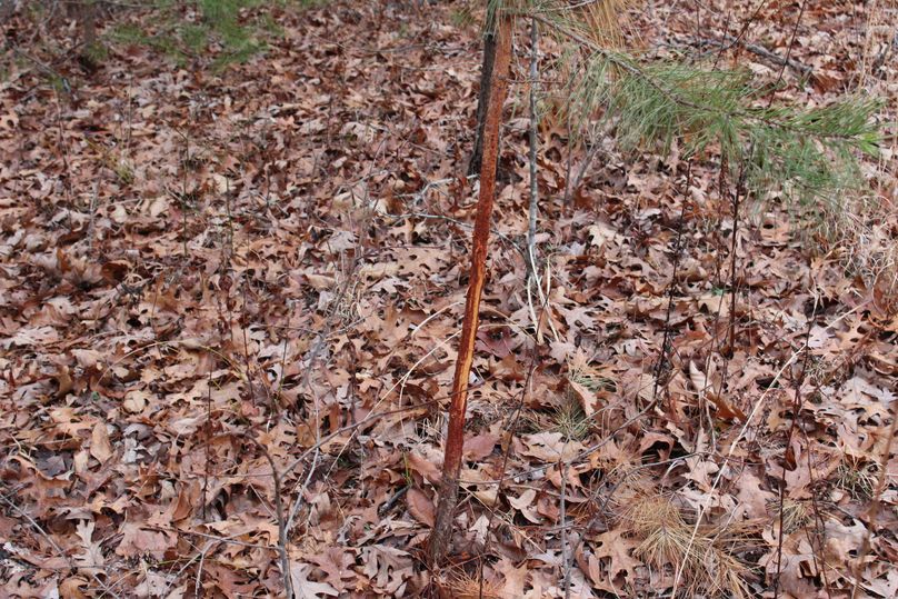 013 rub along secondary ridge point