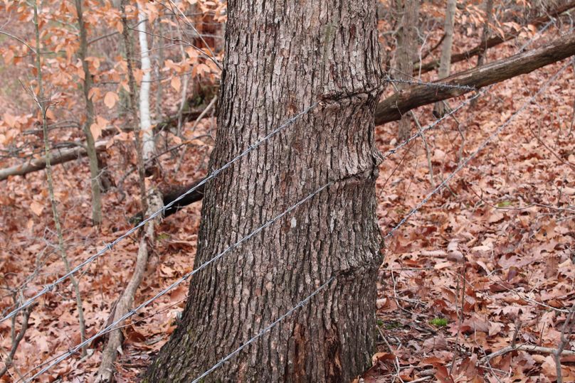 010 barbed wire fencing along the western boundary