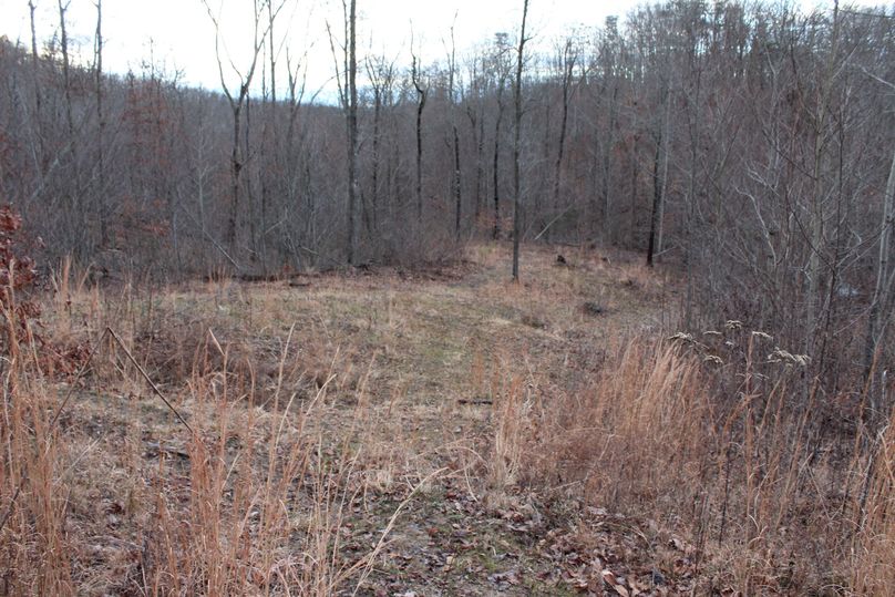 014 small clearing along western boundary