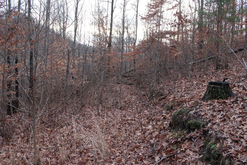 016 old logging road with new growth