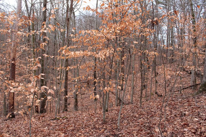 018 side of a secondary point with predominantly young beech