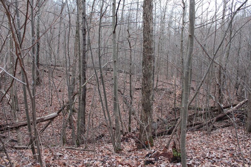 019 wooded draw with new growth of poplar