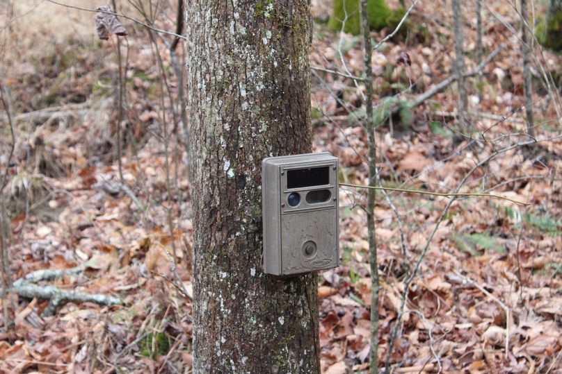 023 trailcamera located along old logging road and preferred travel route