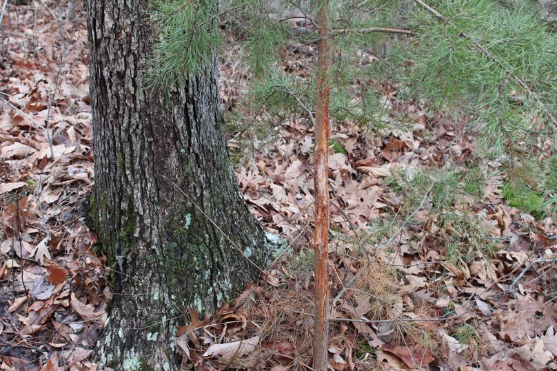 020 buck rub leading up the point to bedding areas