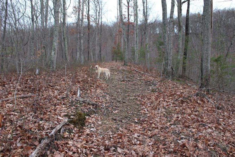 021 old logging road leading up the point toward the northwest peak
