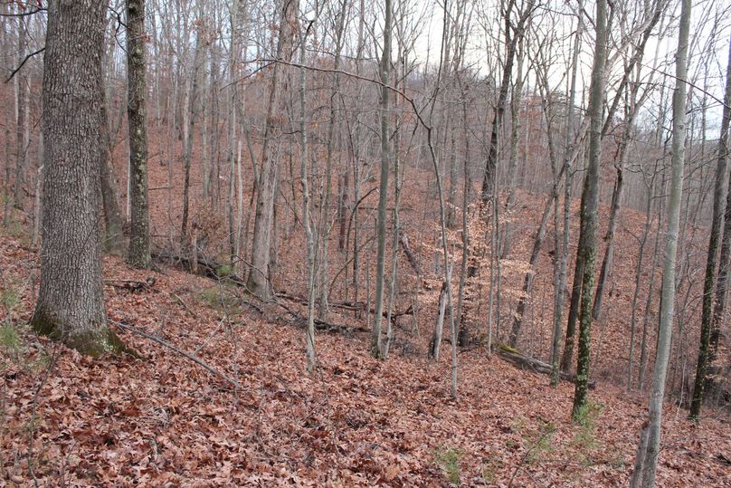 022 predominant white oak point