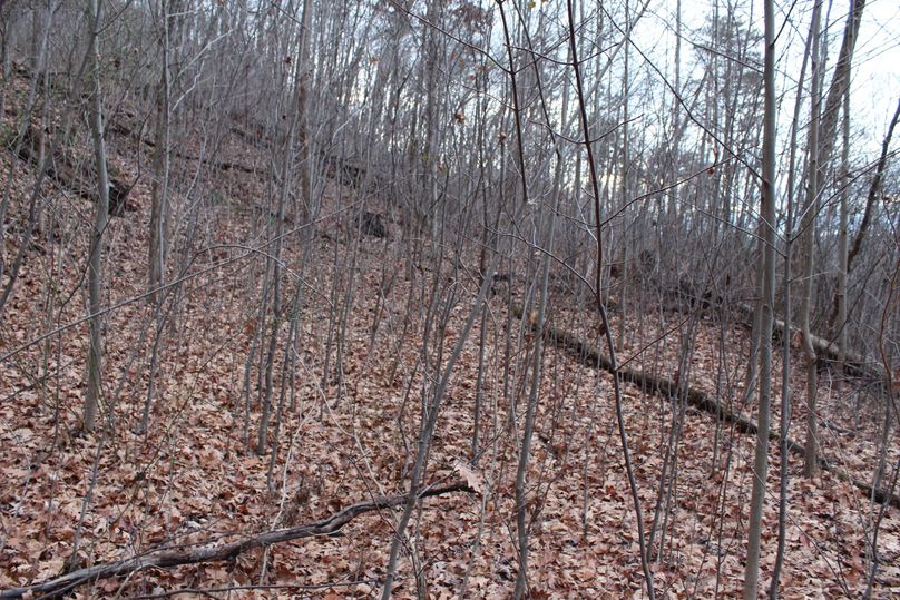 027 heavy new growth along old logging road just off the ridgetop