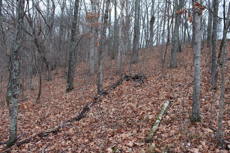 025 hardwoods along upper northwest ridgetop