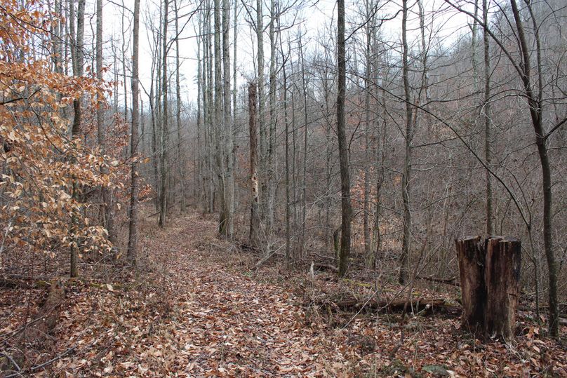 028 old logging road through bottom of the valley