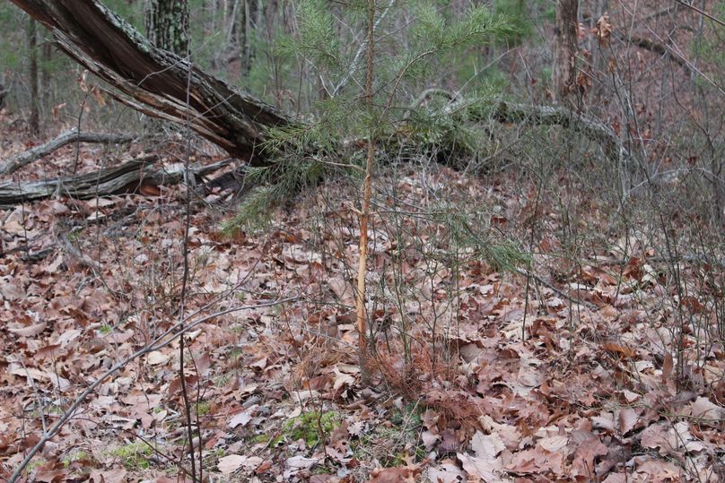 029 rub leading down a secondary point toward the feeding areas